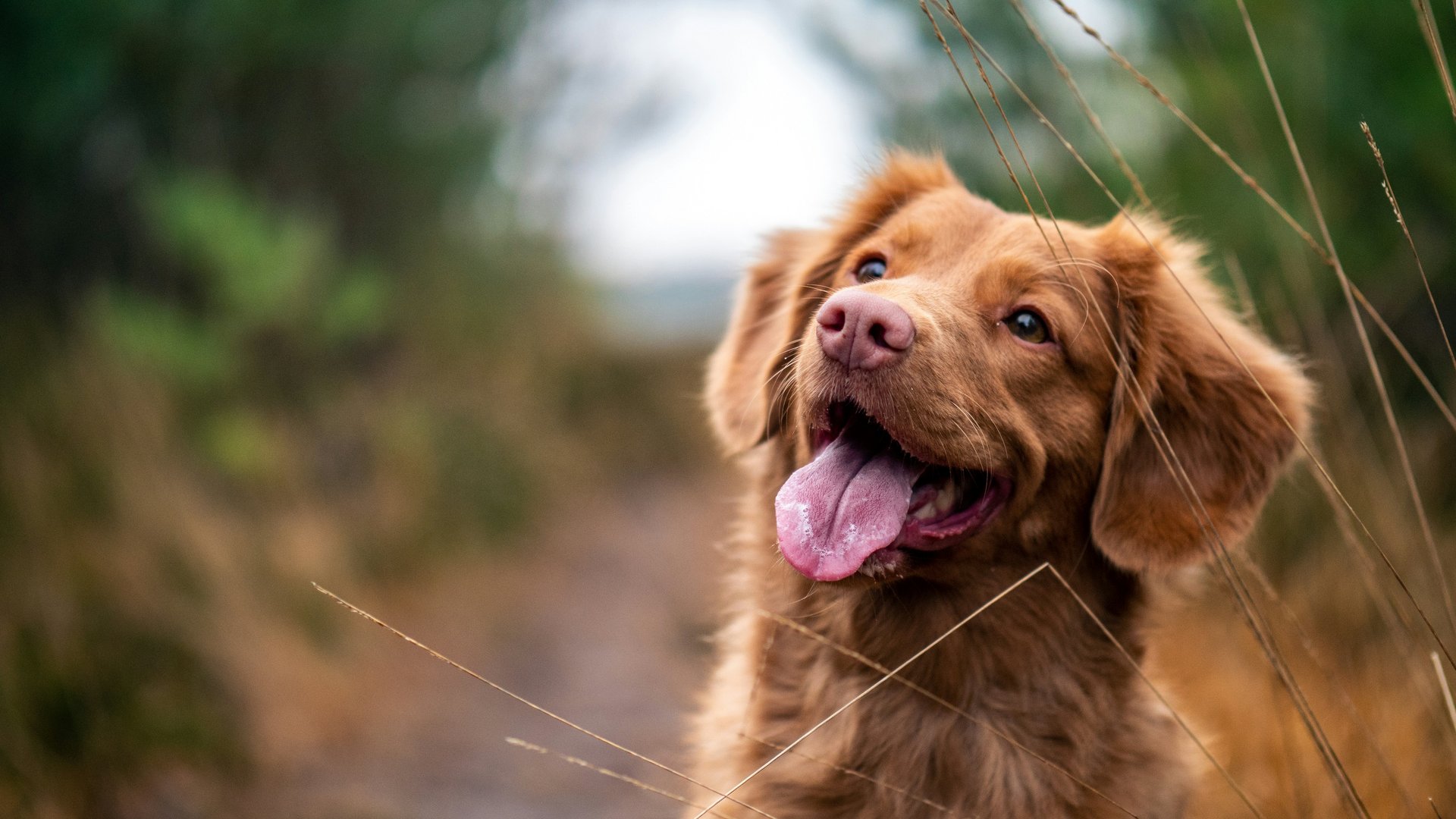 Happy brown dog with tongue out in a grassy field